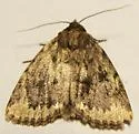 Smooth Amphipyra - Hodges#9640 - photo 4