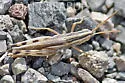 Striped Slant-face Grasshopper