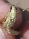 Striped Slant-face Grasshopper - photo 2