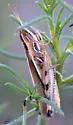 Striped Slant-face Grasshopper - photo 3