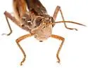 Striped Slant-face Grasshopper - photo 4
