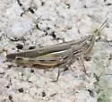 Striped Slant-face Grasshopper - photo 5