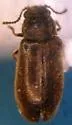 Amphivectura monticola