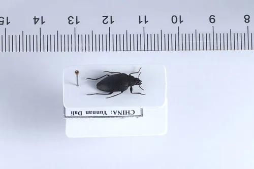 Amphizoa davidi