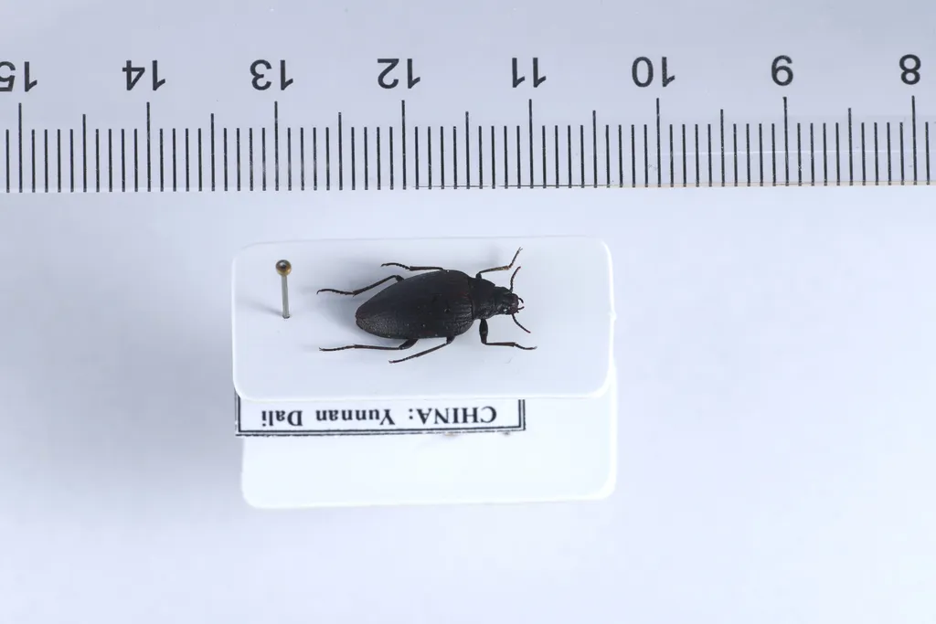 Amphizoa davidi - photo 2