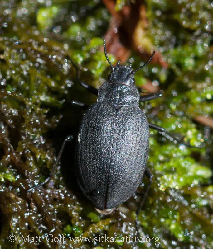 Amphizoa insolens