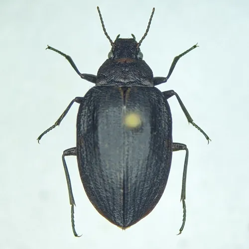 Amphizoa lecontei