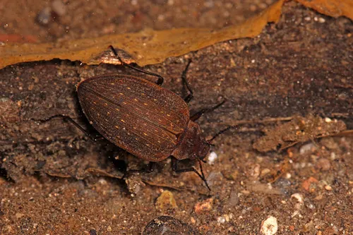 Amphizoa sinica