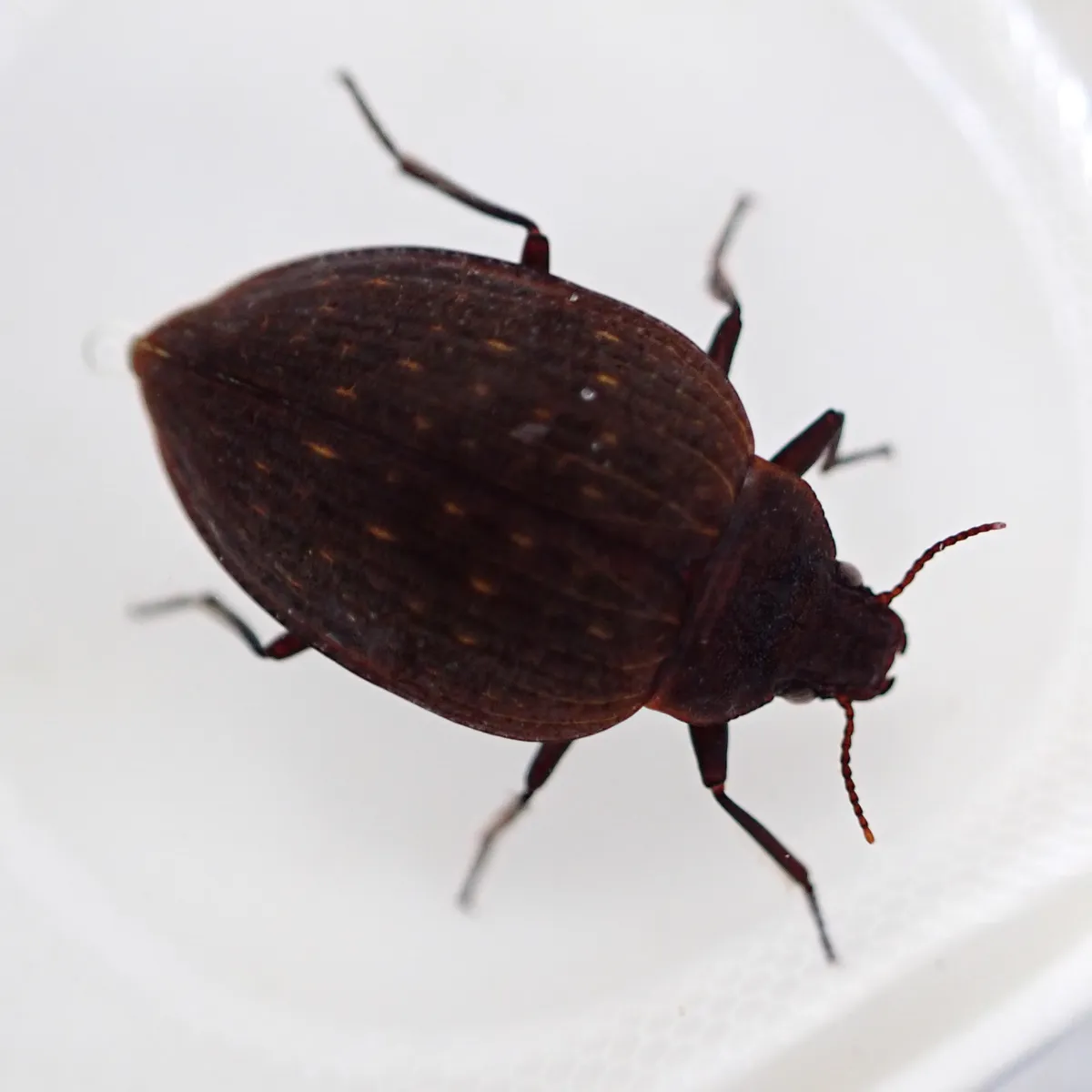 Amphizoa striata