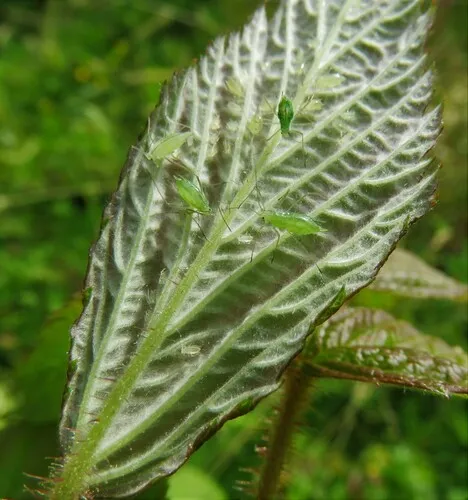 Large Raspberry Aphid