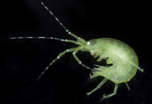 Sea Lettuce Sea Flea