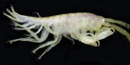 Sea Lettuce Sea Flea - photo 4