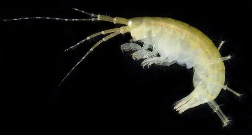 Sea Lettuce Sea Flea - photo 5