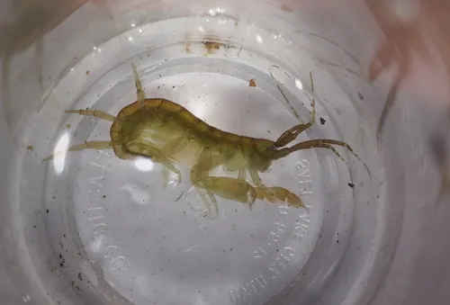 Sea Lettuce Sea Flea - photo 6