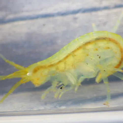 Sea Lettuce Sea Flea - photo 7