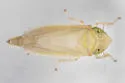 Amplicephalus littoralis