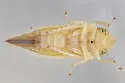 Amplicephalus littoralis - photo 2