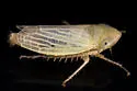 Amplicephalus littoralis - photo 3