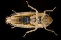 Amplicephalus littoralis - photo 4
