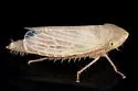 Amplicephalus littoralis - photo 5