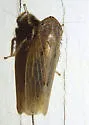Amplicephalus nebulosus