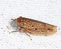 Amplicephalus osborni