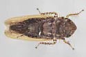 Amplicephalus osborni - photo 4