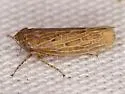 Amplicephalus osborni - photo 5
