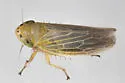Amplicephalus simplex - Amplicephalus simplex