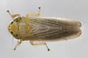 Amplicephalus simplex - photo 2