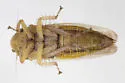 Amplicephalus simplex - photo 3