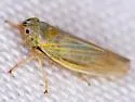 Amplicephalus simplex - photo 4