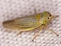 Amplicephalus simplex - photo 5