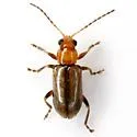 Amplioluperus cyanellus