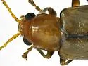 Amplioluperus cyanellus - photo 2