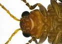 Amplioluperus cyanellus - photo 4