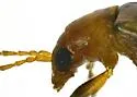 Amplioluperus cyanellus - photo 5