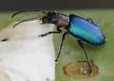 Amplioluperus maculicollis - photo 2