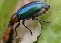 Amplioluperus maculicollis - photo 3
