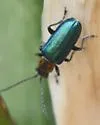 Amplioluperus maculicollis - photo 4