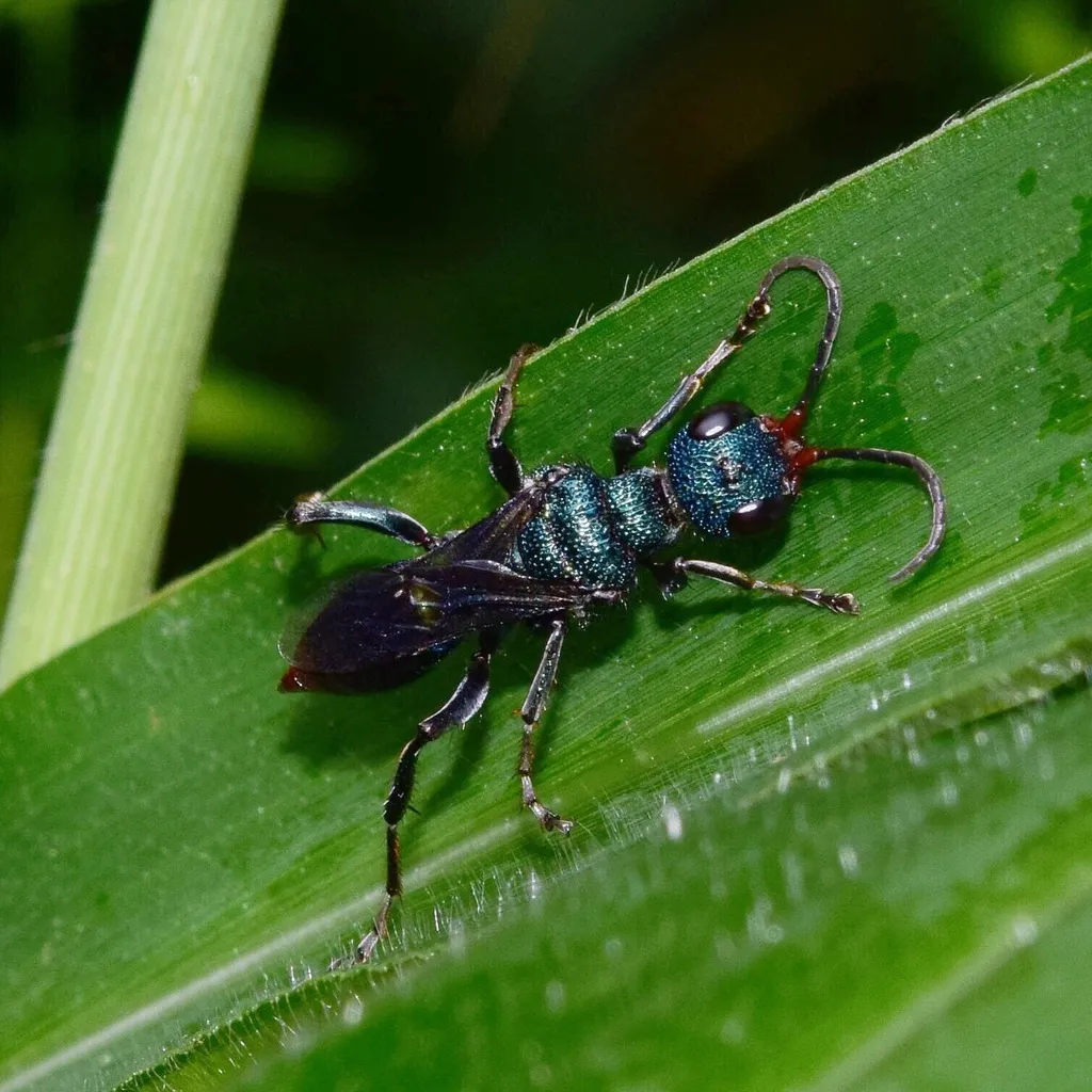 Ampulex apicalis