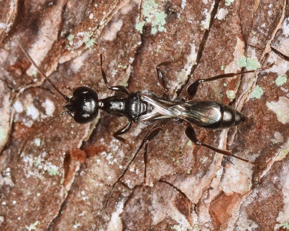Ampulex canaliculata