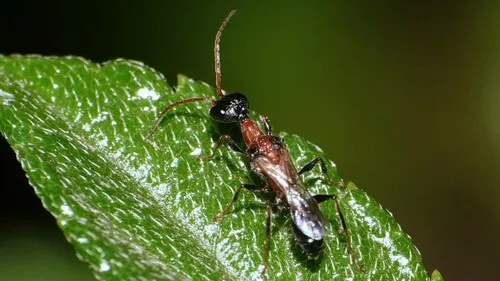 Ampulex ceylonica