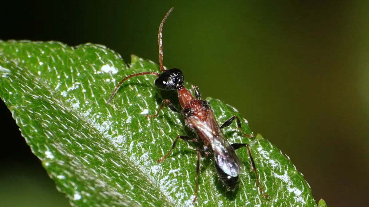 Ampulex ceylonica - photo 2