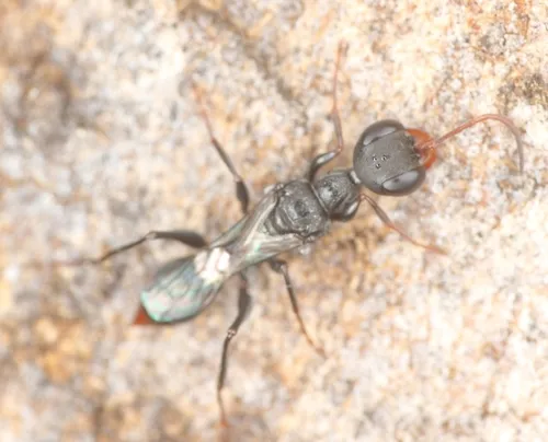 Ampulex denticollis