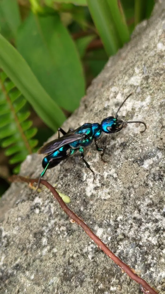 Ampulex difficilis - photo 2