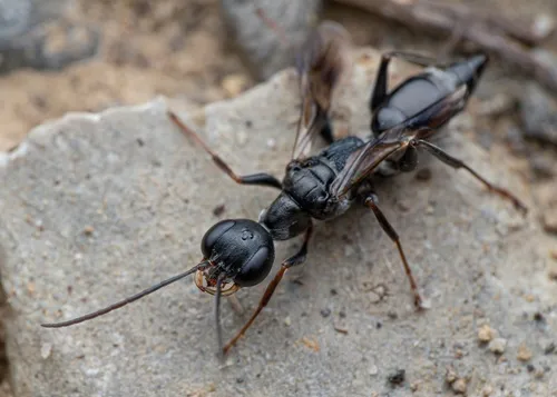 Ampulex fasciata