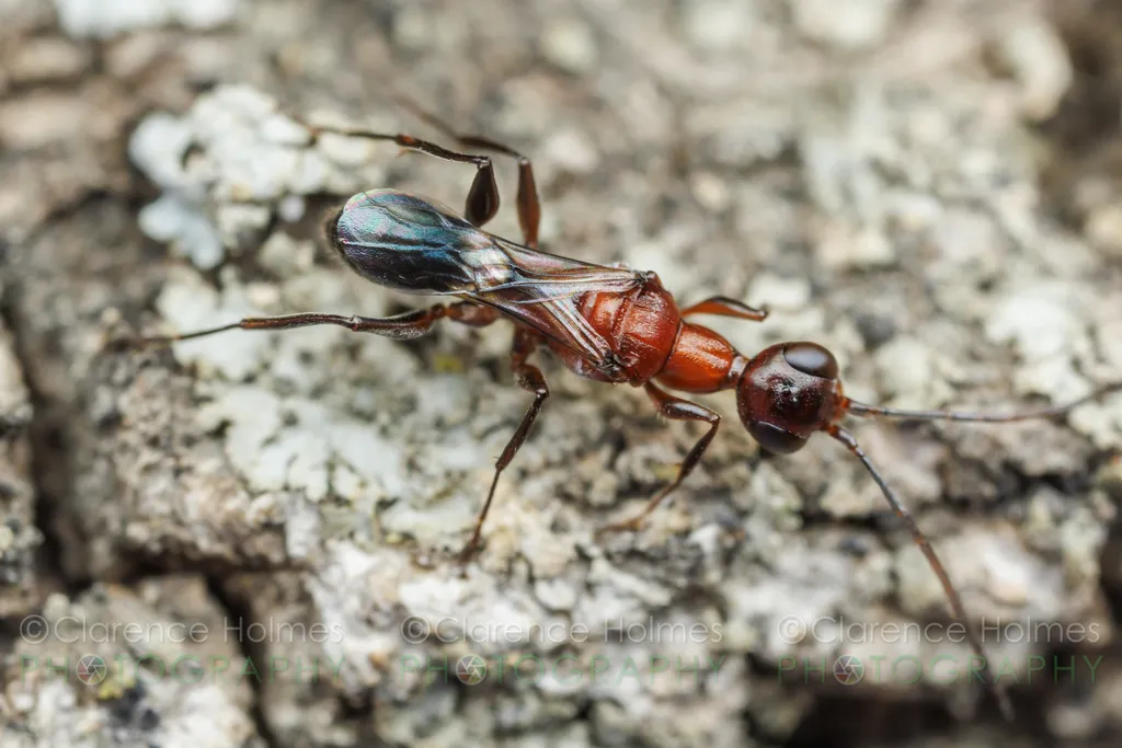 Ampulex ferruginea