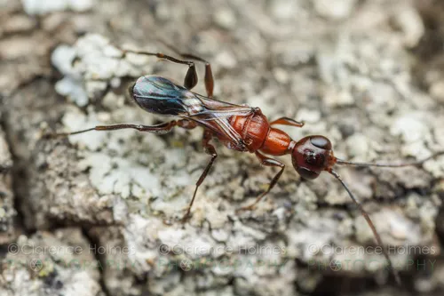 Ampulex ferruginea - photo 2