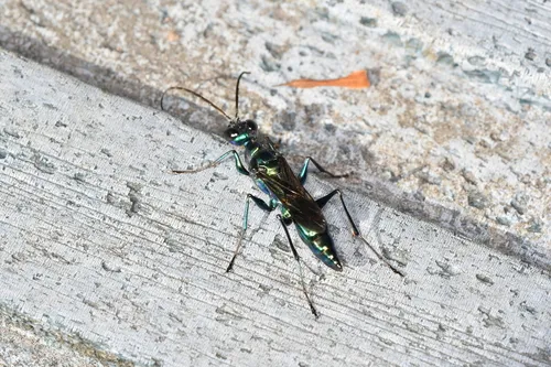Ampulex kurarensis